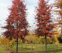 Quercus palustris solitairen 60-70 cm