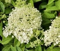 Hydrangea paniculata 'Bobo' - Dwerg Pluimhortensia 'Bobo' - 1