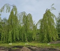 Fagus sylvatica 'Pendula' - Groene Treurbeuk - kwekerij Ten Hoven Bomen mei 2024 vak A