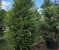 Thuja plicata 'Atrovirens' - wintergroene levensboom - 2