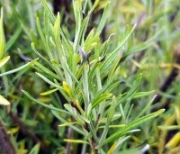 Salix elaeagnos 'Angustifolia' - Rozemarijnwilg, Grijze wilg - 6