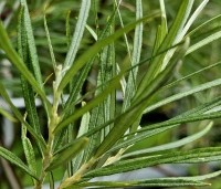 Salix elaeagnos 'Angustifolia' - Rozemarijnwilg, Grijze wilg - 5