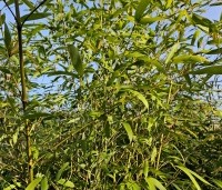 Phyllostachys bissetii - Haagbamboe - november 2024