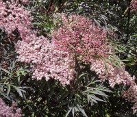 Sambucus nigra 'Black Lace' - Gewone vlier 'Black Lace' - 2