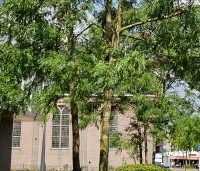 Gleditsia triacanthos 'Skyline' - Valse Christusdoorn 'Skyline' - 2