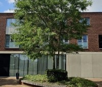Gleditsia triacanthos 'Skyline' - Valse Christusdoorn 'Skyline' - 1
