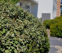 Elaeagnus ebbingei - Olijfwilg - in wolkentuin