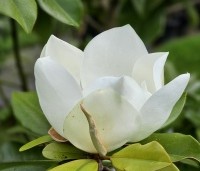Magnolia grandiflora - Magnolia grandiflora - 4