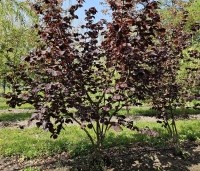 Corylus avellana 'Rote Zellernote' -  Hazelnoot 'Rote Zellernote' - 1