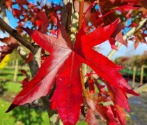 liquidambar styraciflua 'Stared'