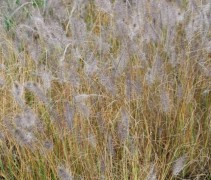 Pennisetum Hameln