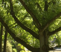 Quercus rubra