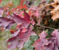 Quercus palustris - Moeraseik - 8