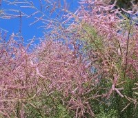 Tamarix tetrandra - Tamarisk - 1