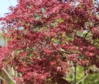Acer palmatum 'Stella Rossa' - Japanse Esdoorn 'Stella Rossa' - 1