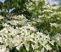 Cornus kousa 'Milky Way' - Japanse grootbloemige Kornoelje - 1