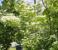 Cornus kousa 'Milky Way' - Japanse grootbloemige Kornoelje - 2