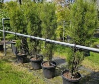 Frangula asplenifolia 'Fine Line' - Sporkehout - 2