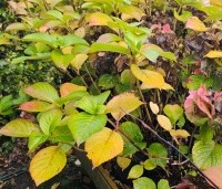 Hydrangea   macrophylla 'Bouquet Rose' - Hortensia 'Bouquet Rose'  - herfstblad