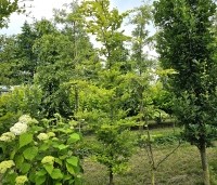 Fagus sylvatica 'Striata' - Gestreepte beuk - Exemplaar perceel beek. juni 2024