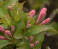 Weigela florida 'Pink Poppet' - Weigela 'Pink Poppet' - 5