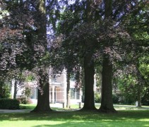 Fagus sylvatica 'Atropunicea' in park