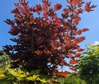 Acer platanoides 'Crimson Sentry' - Roodbladige Noordse Esdoorn - 1