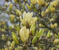 Magnolia soulangeana - Magnolia soulangeana - 4