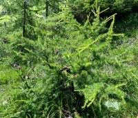 Larix kaempferi - Japanse Lariks - 5