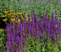 Salvia nemorosa 'Ostfriesland' per kist á 24 stuks - Salie - 1