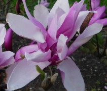 bloemen Magnolia liliiflora 'Nigra'