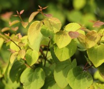Cercidiphyllum japonicum blad