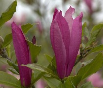 Magnolia 'Betty', meerstammig met roze bloem