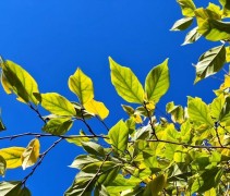 Sycoparrotia