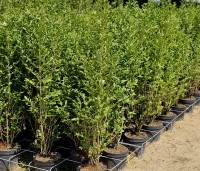 Ligustrum ovalifolium - Haagliguster - 1