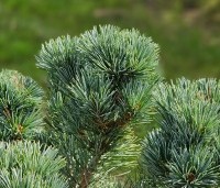 Pinus parviflora 'Negishi' - Japanse witte den 'Negishi' - 2