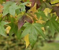 Liquidambar styraciflua - Amberboom - 6