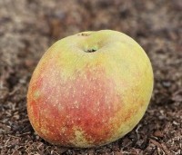 Malus dom. 'Schone van Boskoop' - Malus dom. 'Schone van Boskoop' - 1
