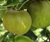 Malus dom. 'Schone van Boskoop' - Malus dom. 'Schone van Boskoop' - 2