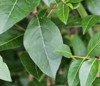 Ligustrum ovalifolium - Haagliguster - 1