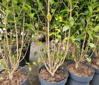 Ligustrum ovalifolium - Haagliguster - 2