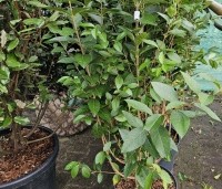 Ligustrum ovalifolium - Haagliguster - 3