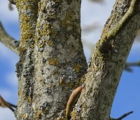 Magnolia Kobus - Beverboom - 1
