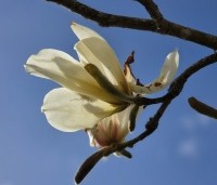 Magnolia Kobus - Beverboom - 2