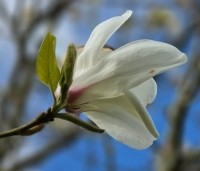 Magnolia Kobus - Beverboom - 4