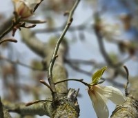 Magnolia Kobus - Beverboom - 3