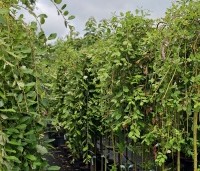 Salix caprea 'Kilmarnock' - Treurwilg 'Kilmarnock' op stam - 2