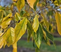 Sycoparrotia semidecidua - Schijnparrotia - 1
