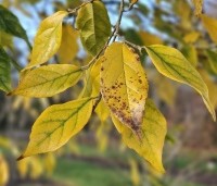 Sycoparrotia semidecidua - Schijnparrotia - 2