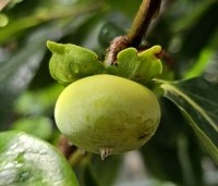 Diospyros 'Nikita's Gift' - Kaki boom 'Nikita's Gift' - vrucht in juli